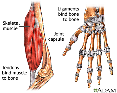 Tendinitis Biology Diagrams