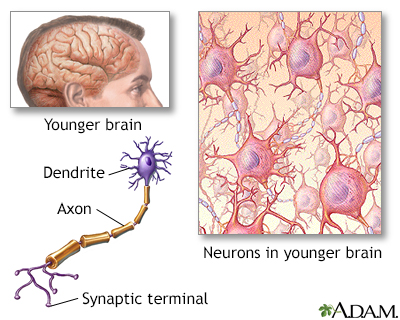 Aging changes in the nervous system