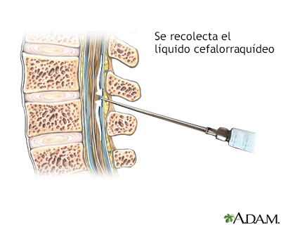 columna vertebral