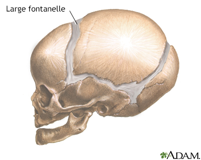 Fontanelles - enlarged