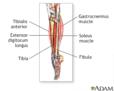 Lower leg muscles